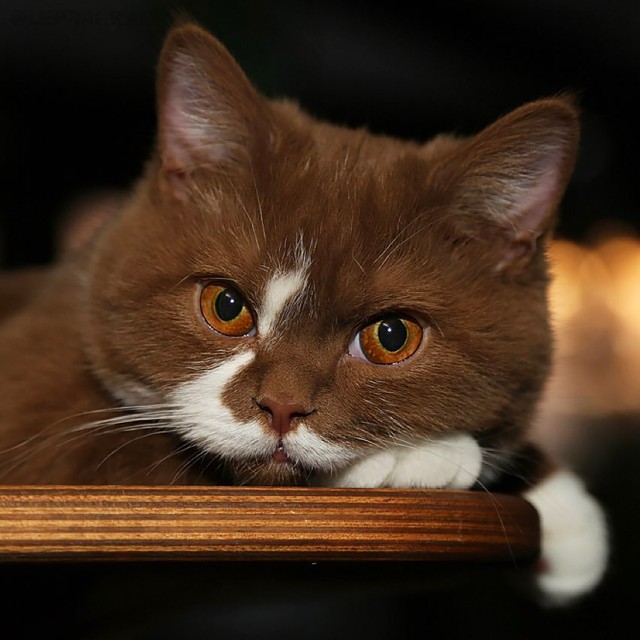 Сегодня отмечается День карих глаз