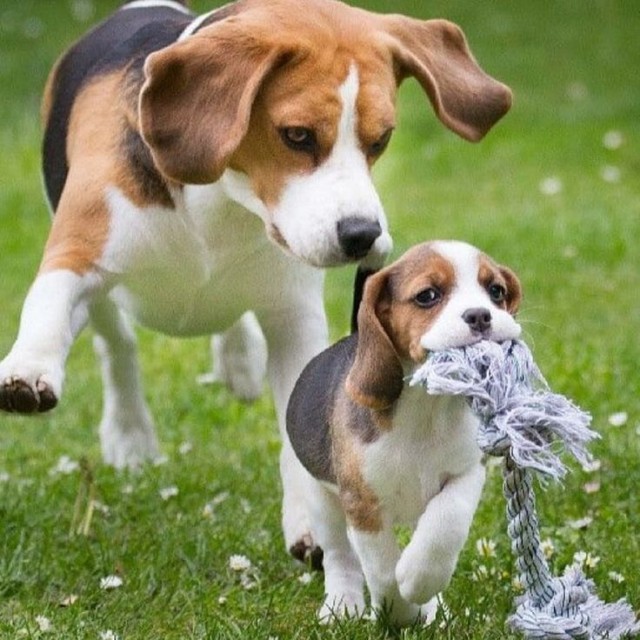 Хитрые проглоты и весёлые жулики.