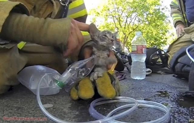 Пожарный из Фресно откачал крошечного котенка