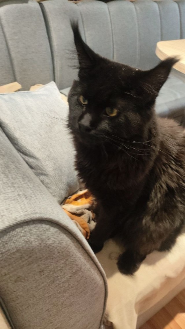 Мои шайтаны