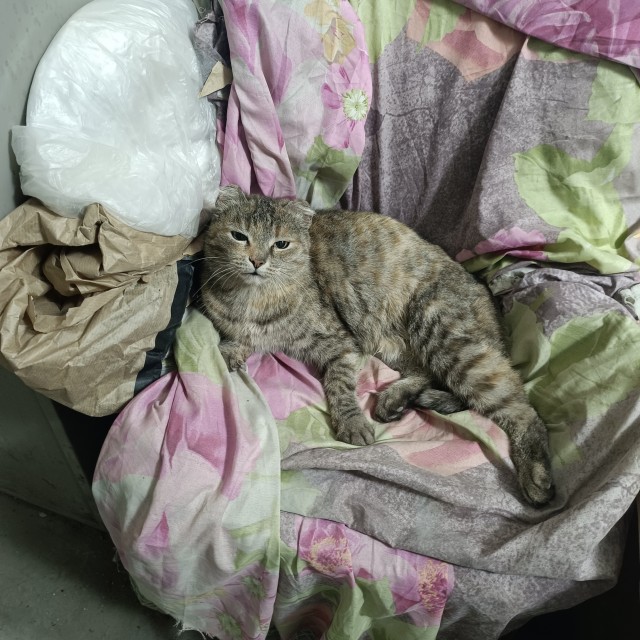 У нас теперь тоже котовторник