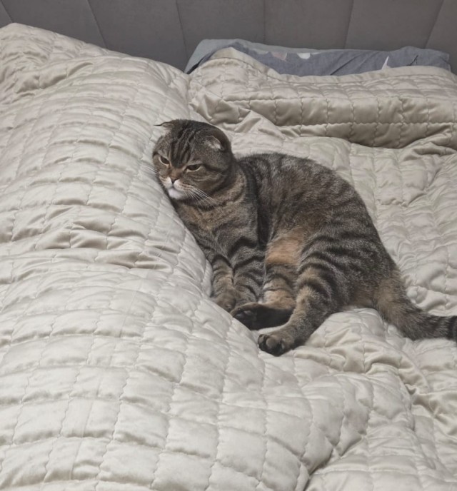 80 г => 3,1 кг (котовторник)