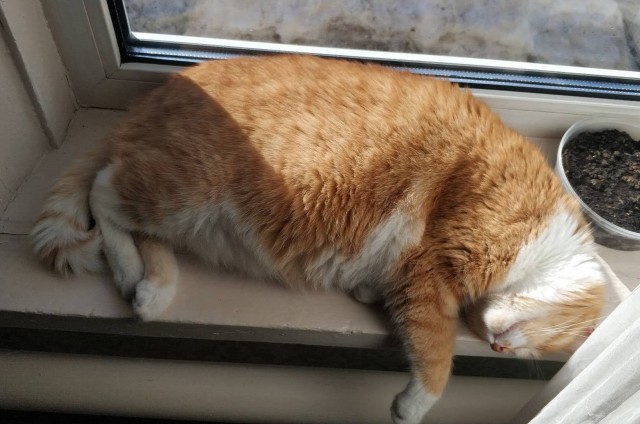 А котовторник уже пришёл?