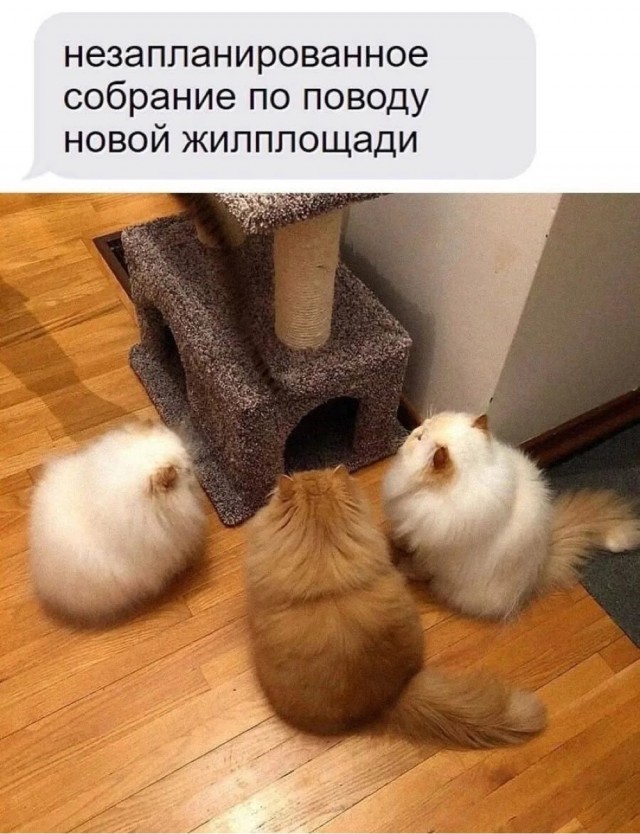 Субботние картинки
