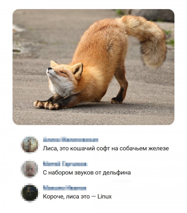 Секрет лисы открыт