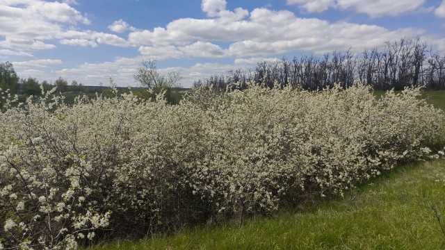 25 апреля 1979 года.