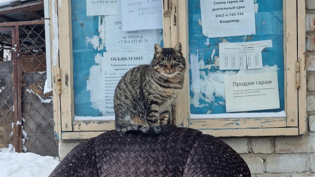 Дворовые коты