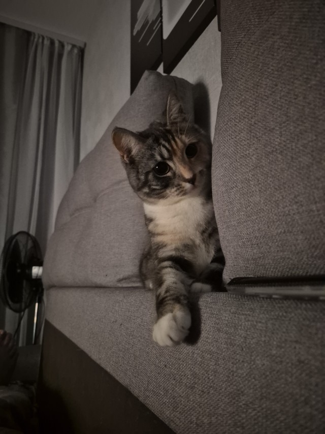 Котовторник же