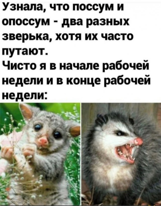 Котики