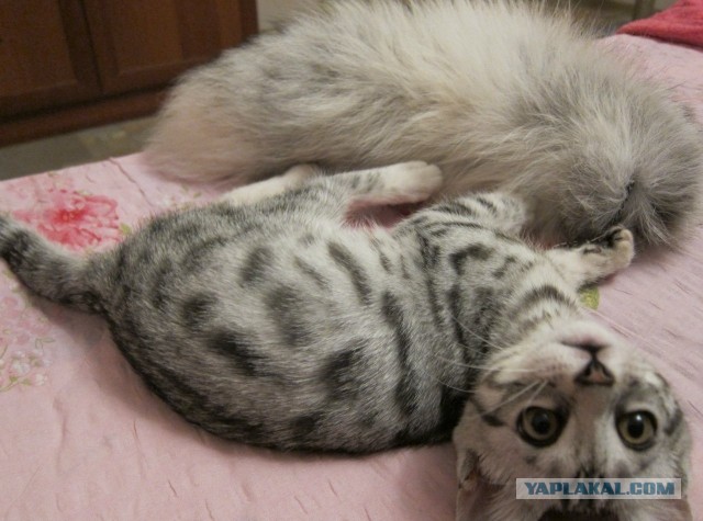 Котовторник 17.09.2013