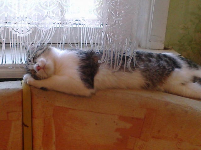 Котейка, который не знает как лежат котейки