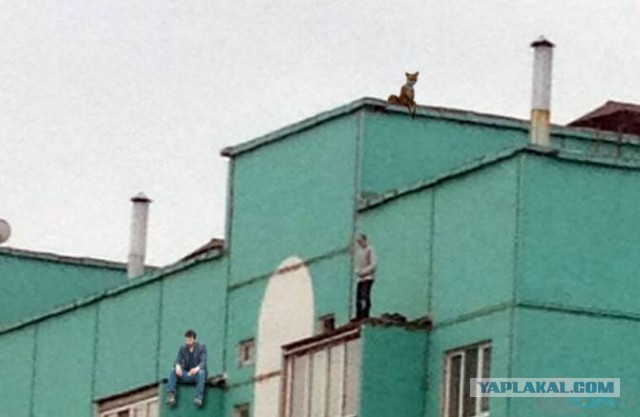 Мужик по ходу хочет сигануть с крыши...