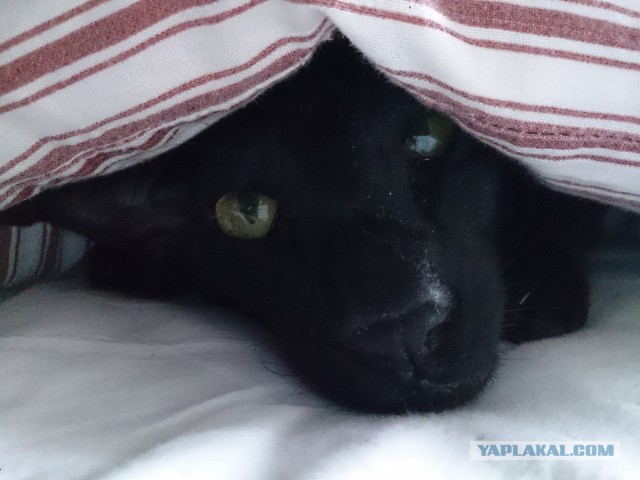 Котовторник 22.04.2014
