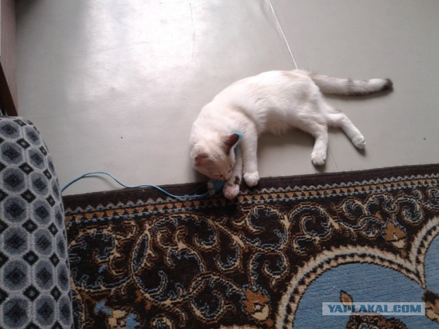 Котовторник 24.06.2014