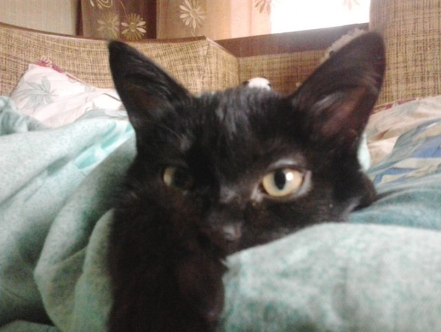 Котовторник 05.08.2014