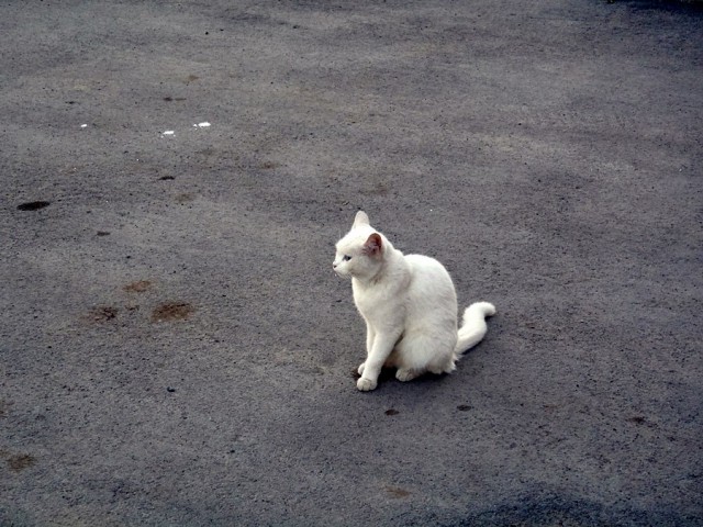 Котовторник 19.08.2014