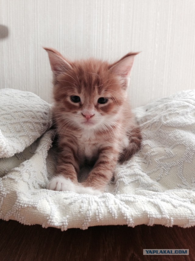 Дома новый котик
