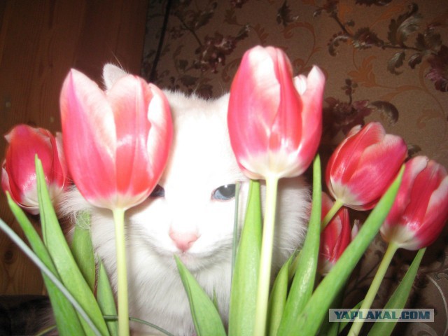 Котовторник 21.10.2014