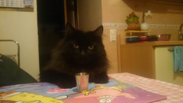 100 самых ценных снимков котов