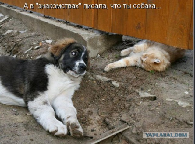 Немного братьев наших меньших! ЧЕТВЕРГ