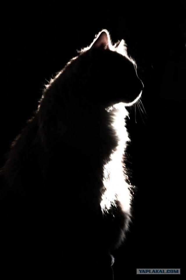 Котовторник 12.05.2015