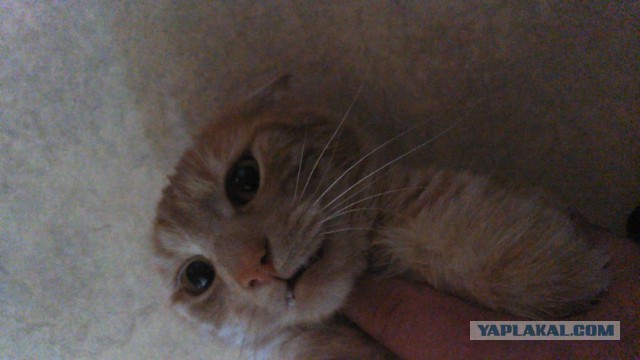 Котовторник 30,06, 2015