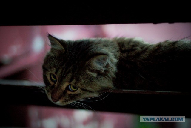 Котовторник  21.07.2015