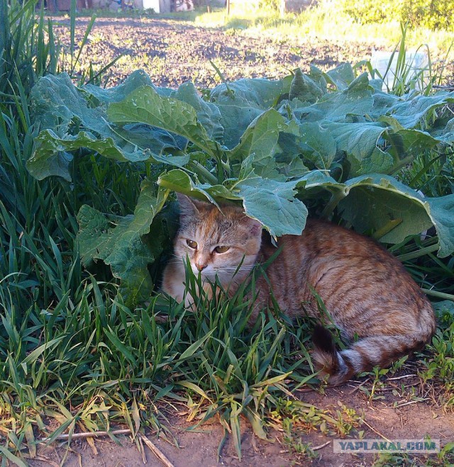 Котовторник 25.08.2015