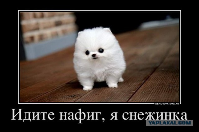 Бешеная ЧИХА - не тронь!