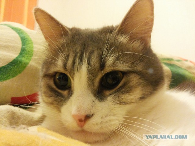 Котовторник 01.12.2015