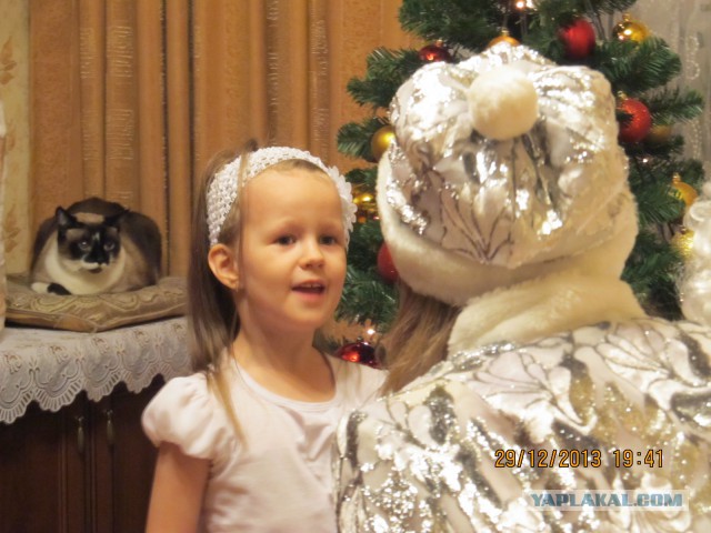 Новогодний котовторник,05.01.16.