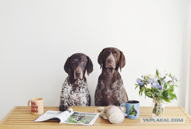 Собакочетверг