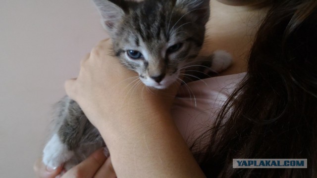 Котовторник 17.05.2016