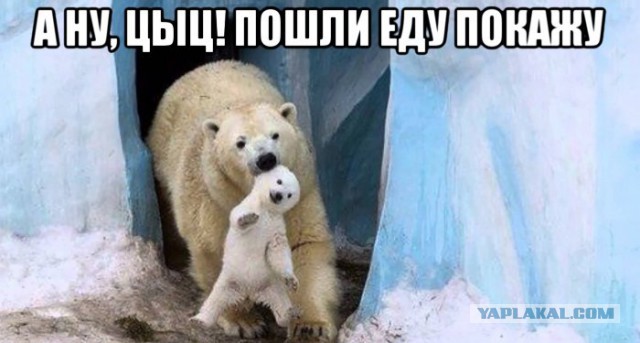 Тюлени - самые настоящие щенки океана