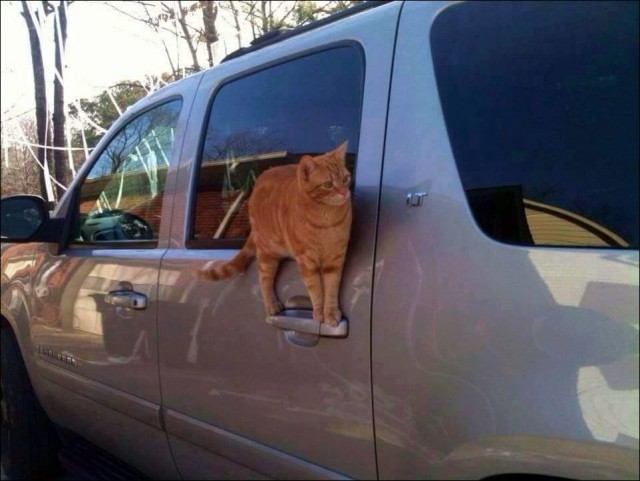 Коты из сети