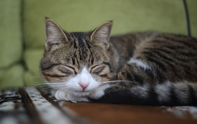 Котовторник  14.02.2017