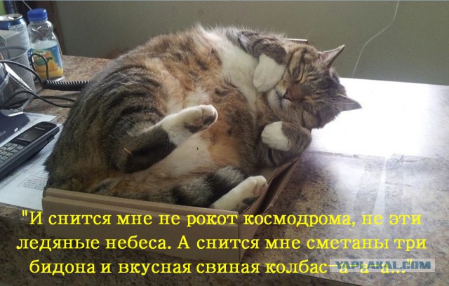 Котовторник 21.02.2017