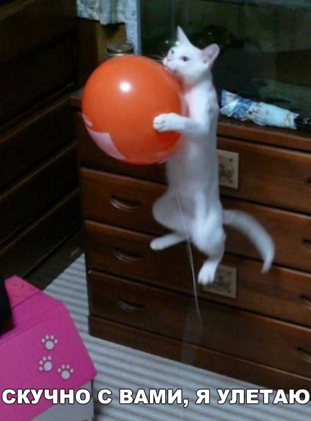 Коты и Кошки