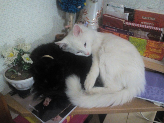 Коты и Кошки