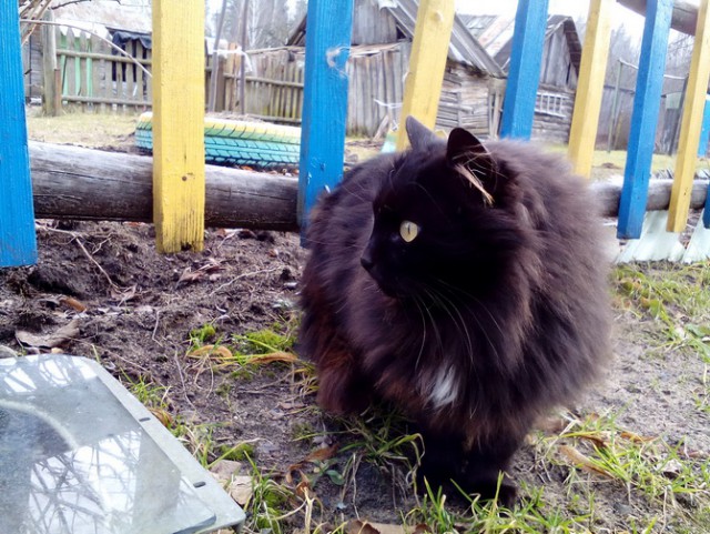 Котовторник 04.07.17
