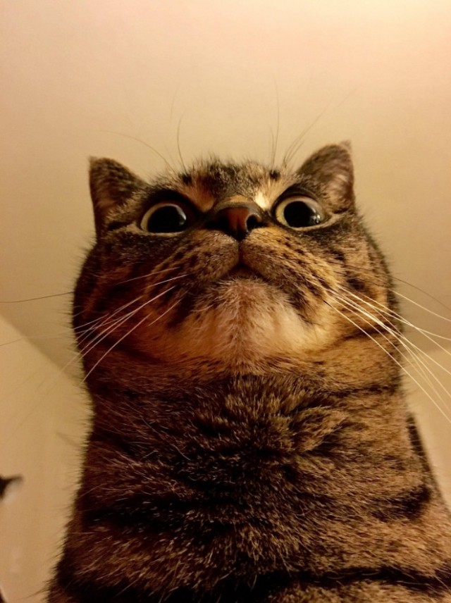 Коты и Кошки