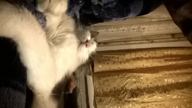 Котовторник  10.10.2017