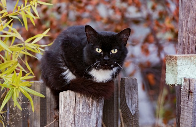 Котовторник