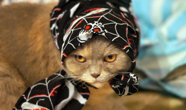 Коты и Кошки
