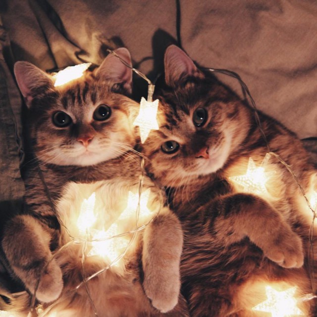 Коты и Кошки