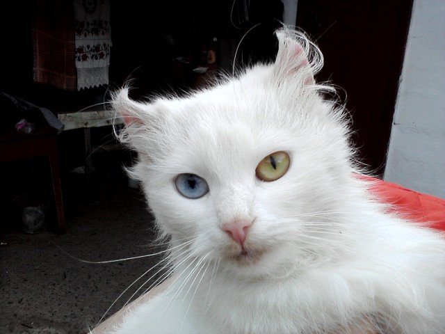 Котовторник 16.01.2018