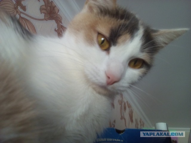 Котовторник  06.03.2018