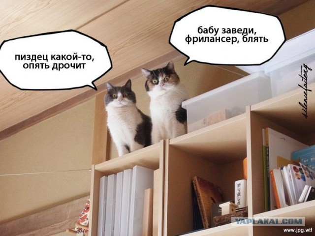 Самые известные мемы в истории Интернета