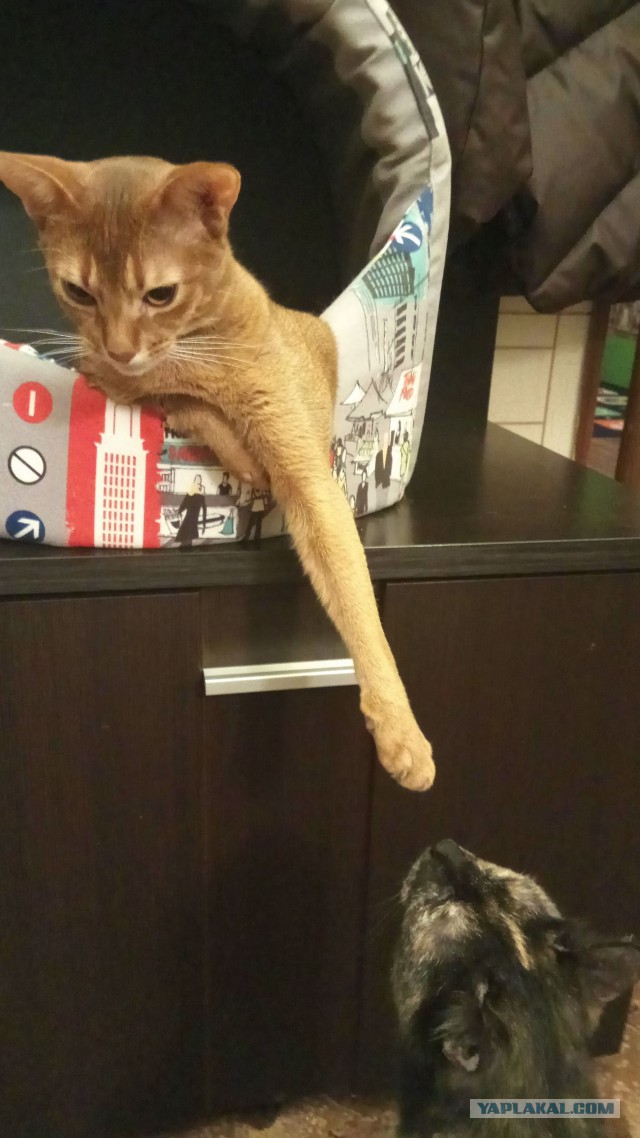 А не открыть бы нам котовторник 03.04.2018