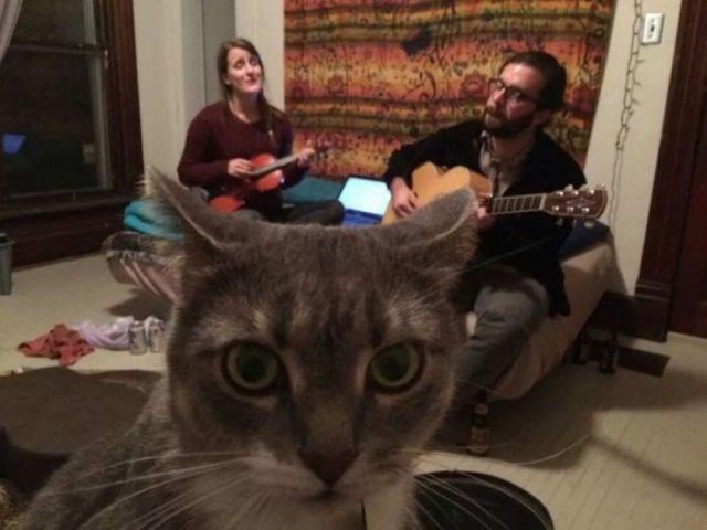 Прикольных котов пост